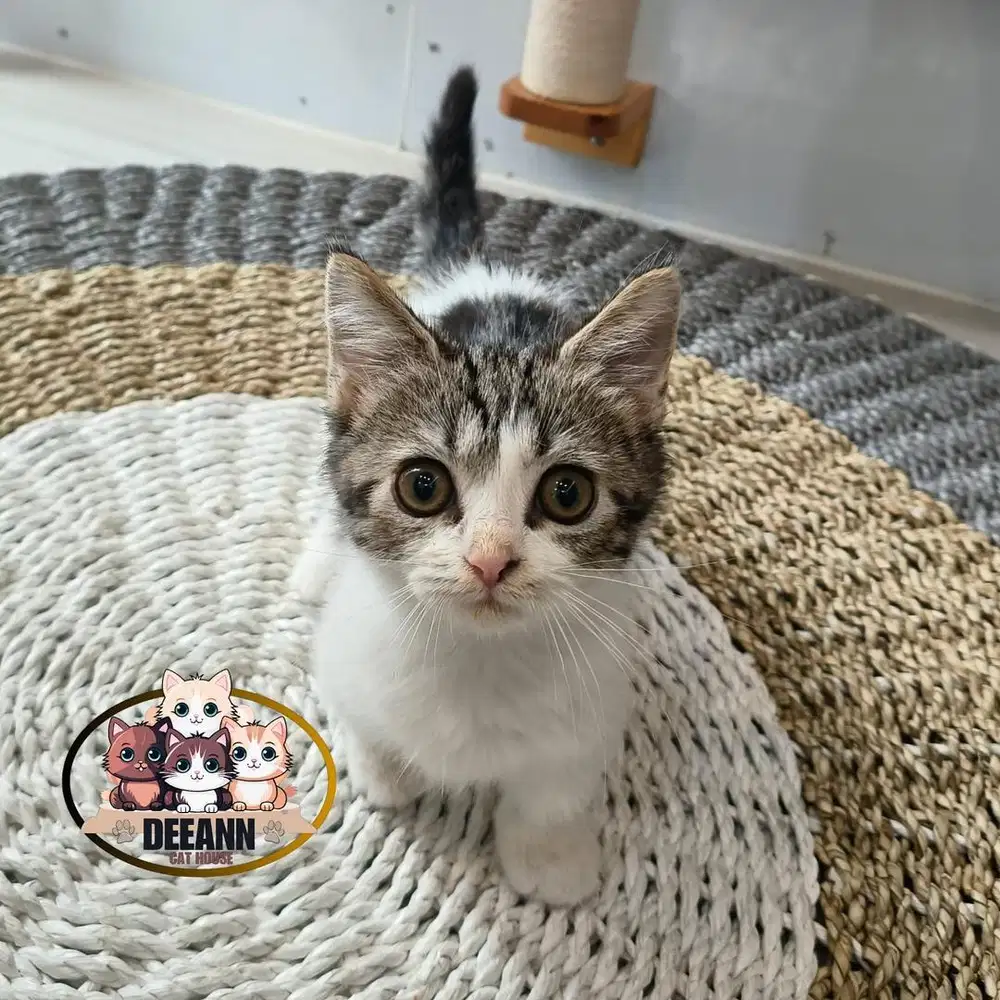 Kucing Munchkin BSH Bicolor Black Tabby (Cebol)