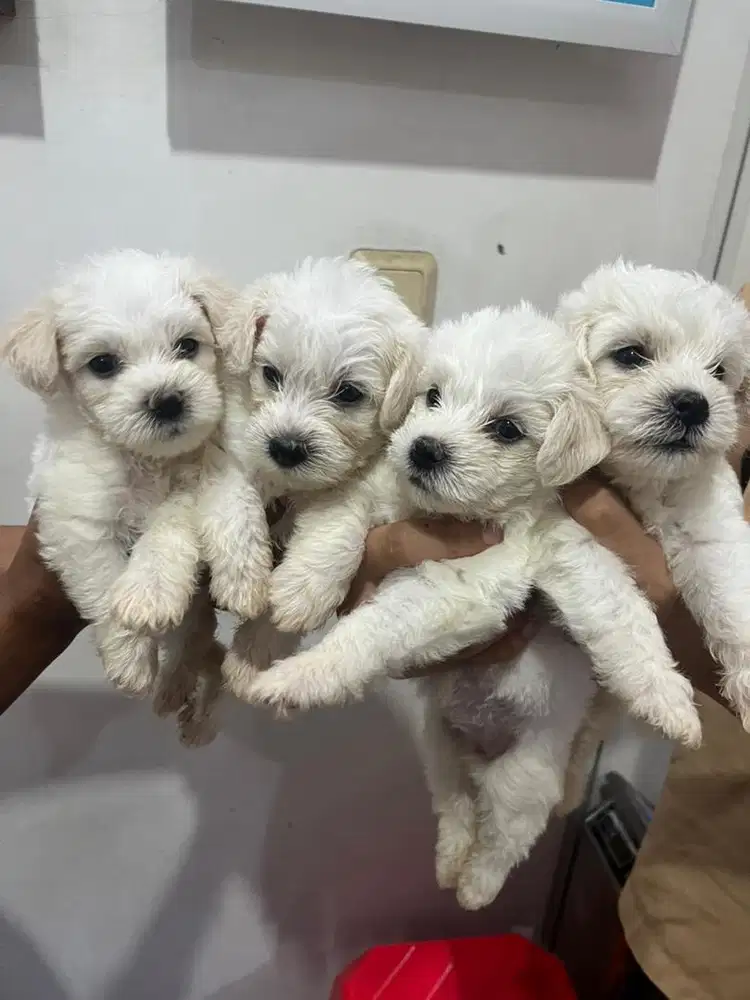 Open Booking Chonzer Bichon Mix Miniature Schaunzer