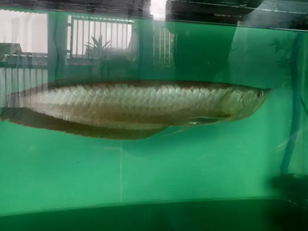 Ikan hias arwana silver red