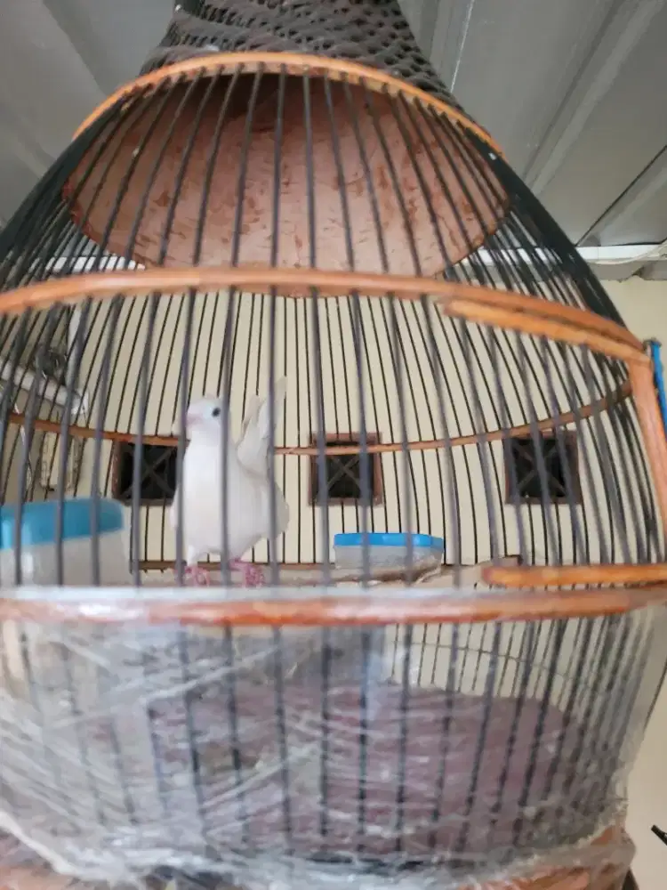 Perkutut Putih,Cemani dan Silver gacor