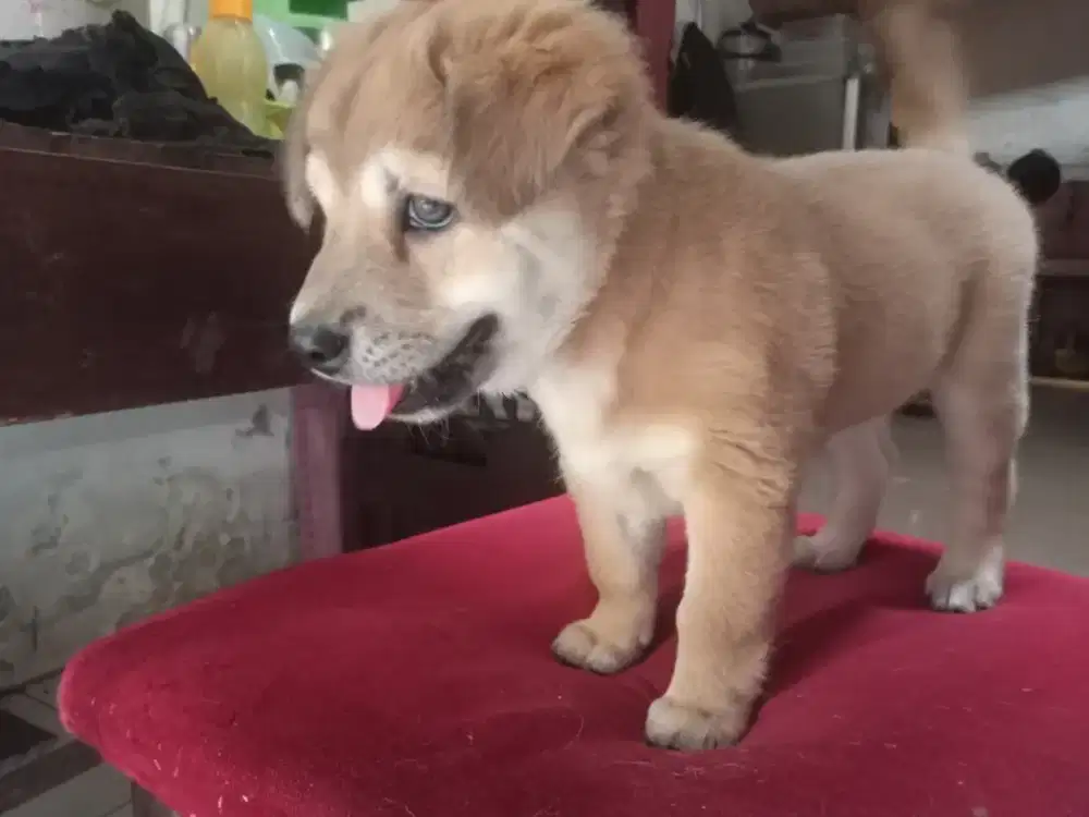 Jual Anak Anjing Sehat & Terawat