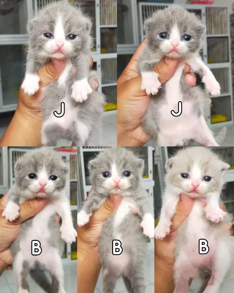 Kucing bsh British shorthair bicolour blue dan fawn