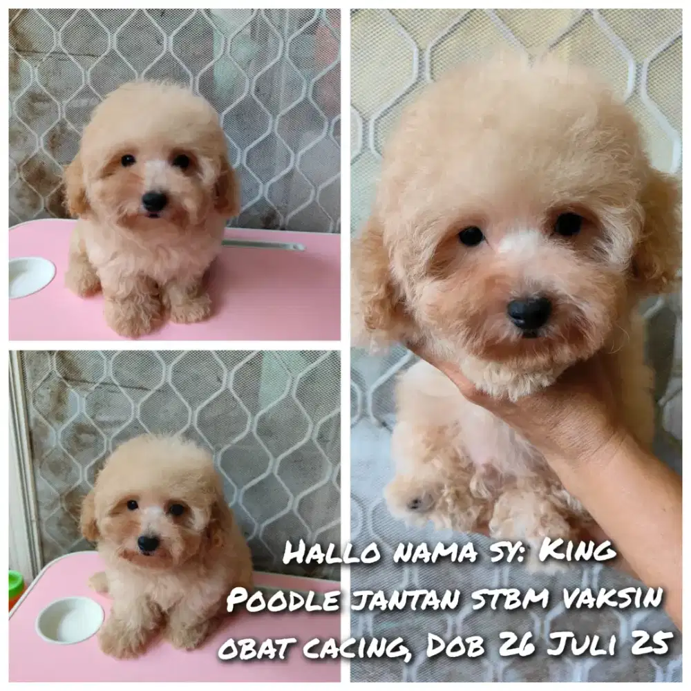 Dijual toy poodle