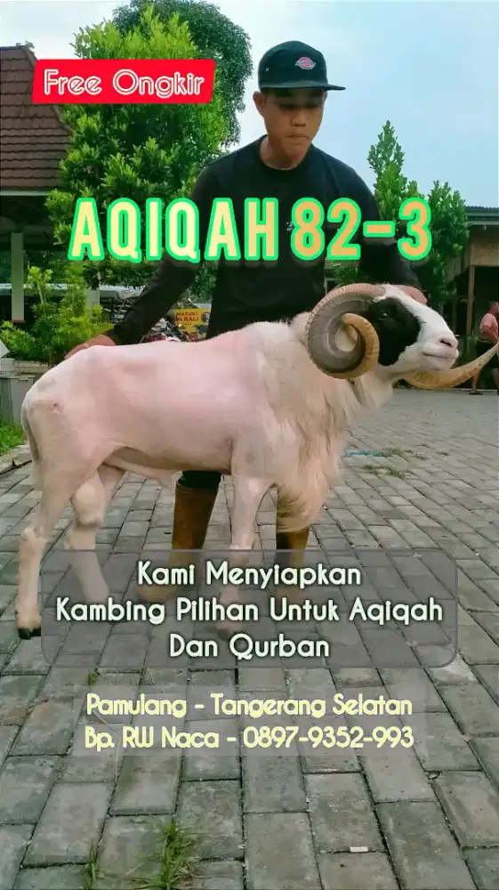 AQIQAH 82-3 - Menyediakan Kambing Aqiqah dan Qurban