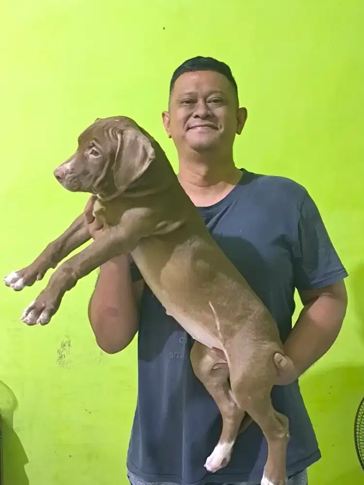 American Pitbull Terrier