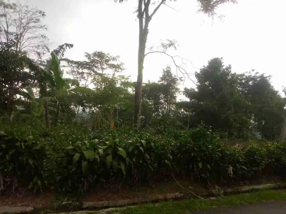 tanah darat kebun