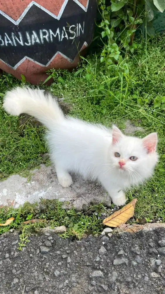 JUAL ANAK KUCING ANGGORA PERSIA
