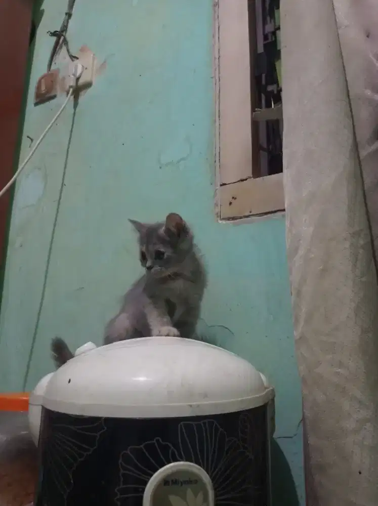 Kitten mix BSH munchkin