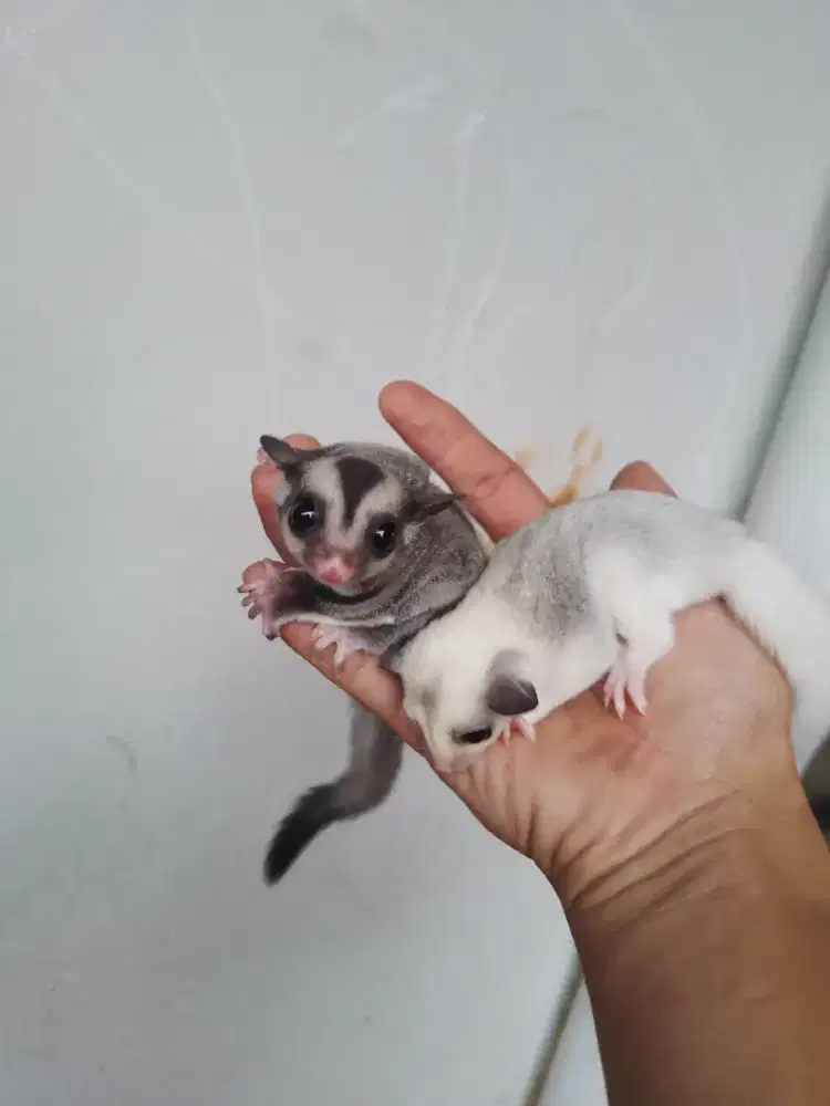 Sugar Glider Joey
