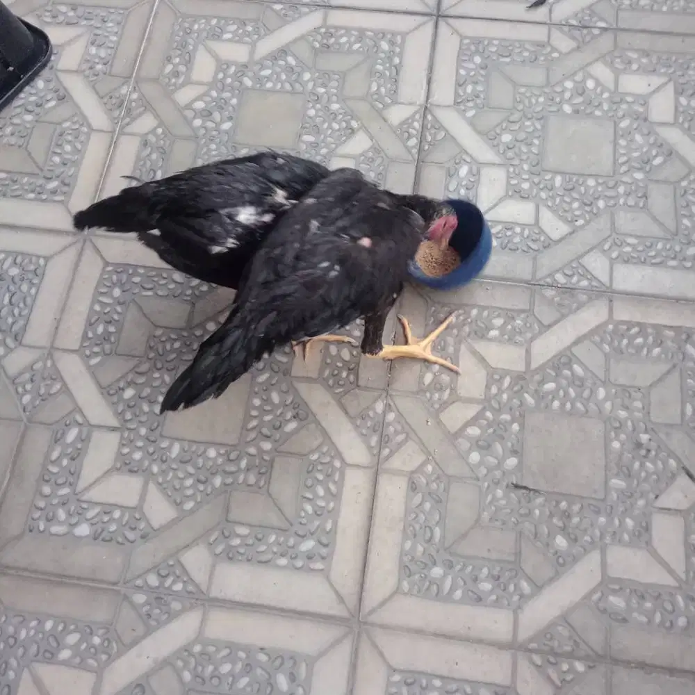 Ayam bangkok umur 3 bulan