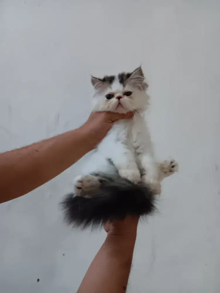 Persia peaknose