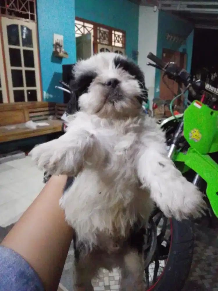 puppies shitzu pure