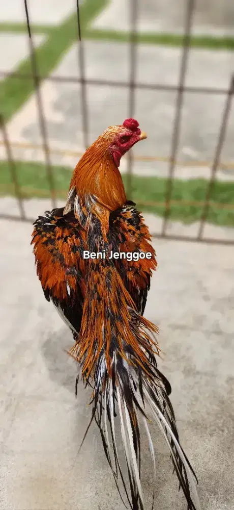 Ayam Siam LHK (Lheung Hang Khao)