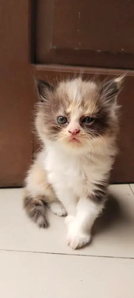 Lepas adopsi ank anggora