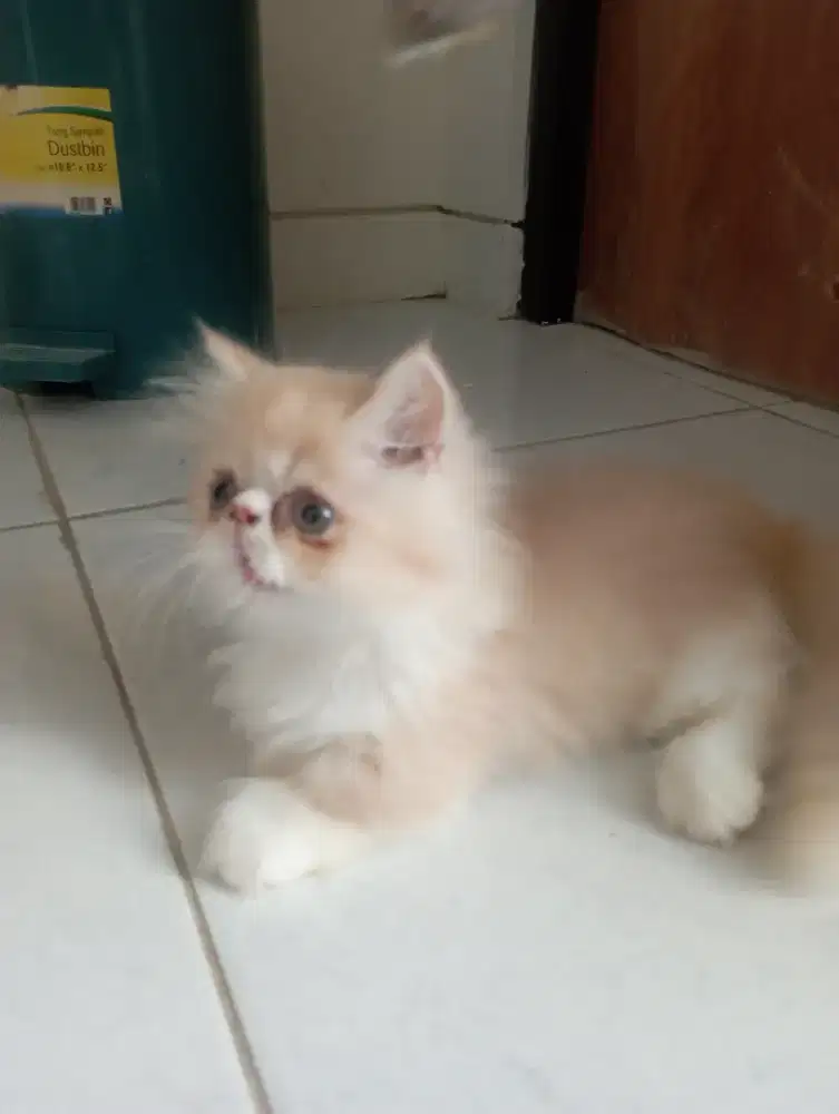 Munchkin peak lucu menggemaskan