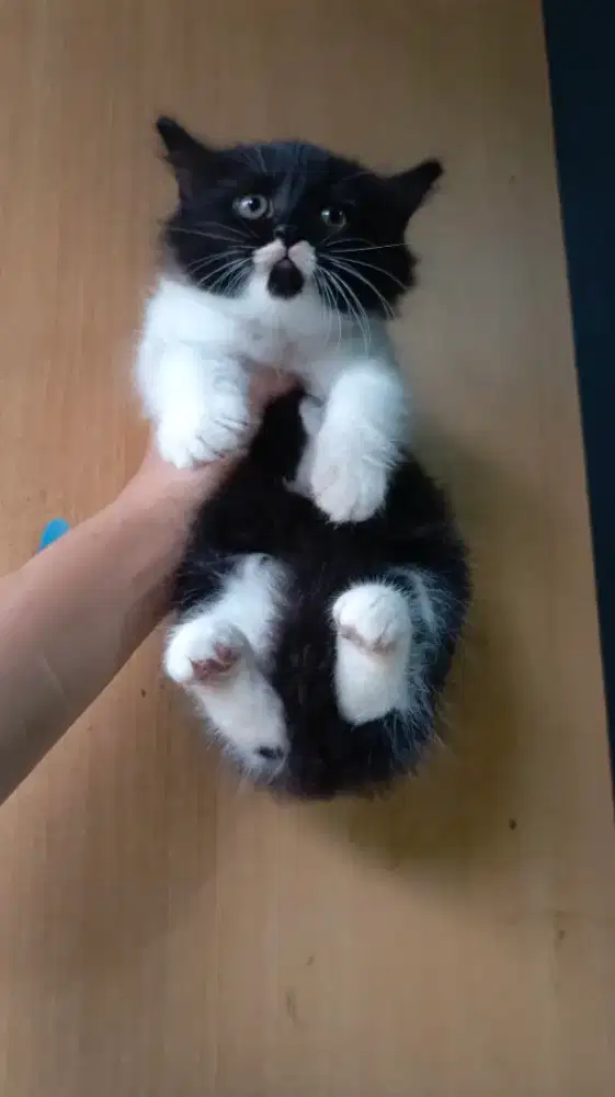 Persian kitten 2.5bln
