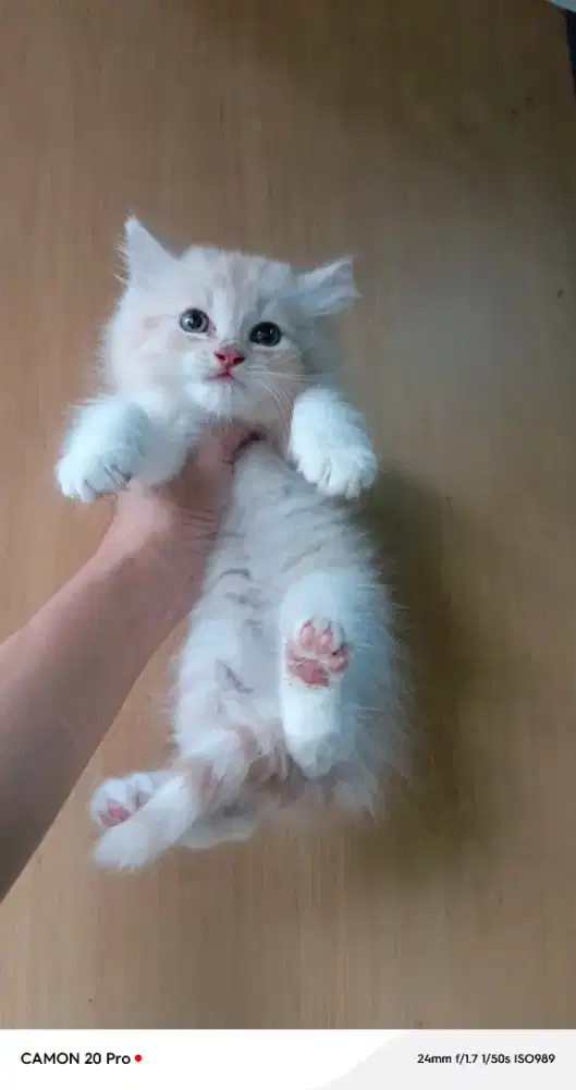 Kitten cream betina