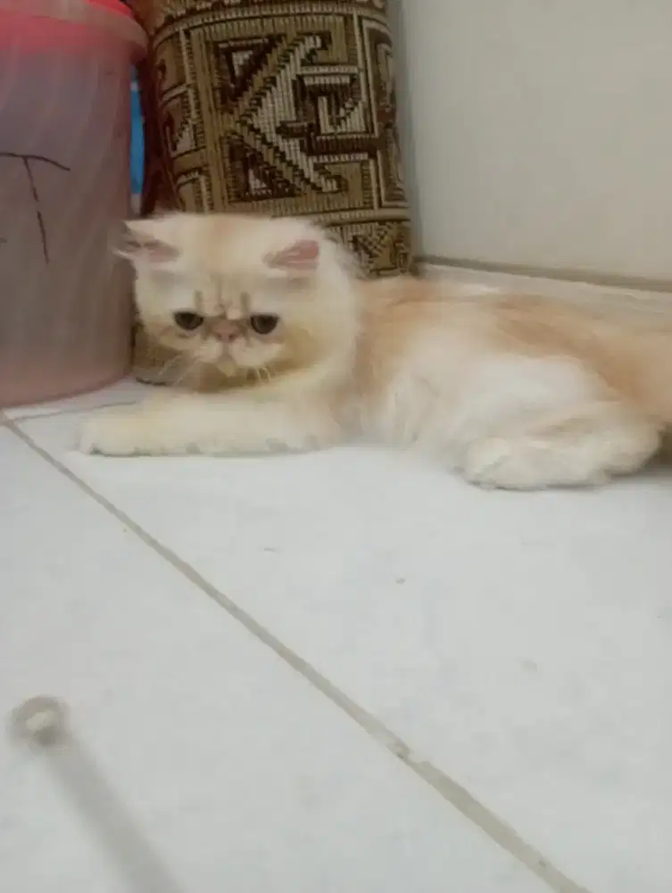 Peaknose cantik