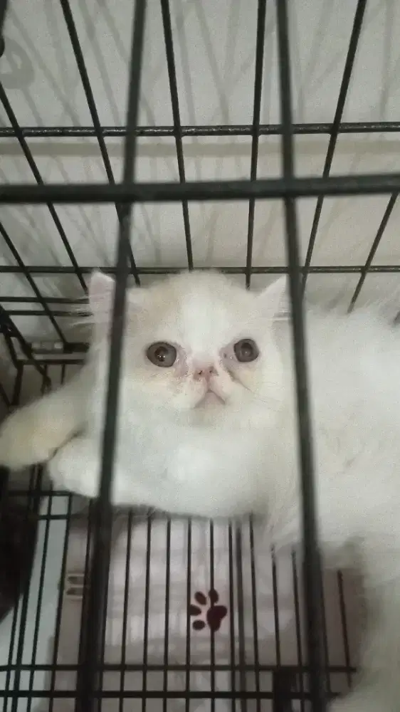 Peaknose jantan kece
