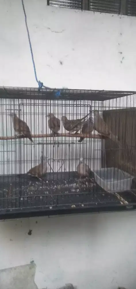 Burung perkutut lokal alam