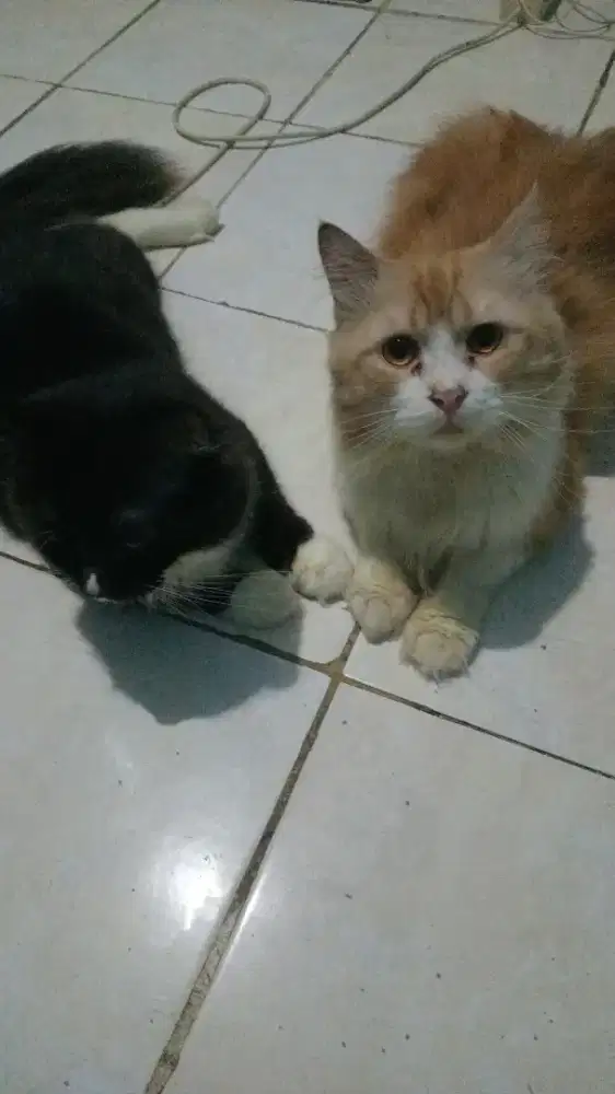 jual kucing anggora dua sudah bisa mengerti pupnya kekamar mandi
