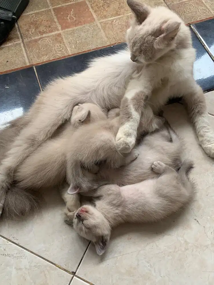 KUCING PERSIA X HIMALAYA