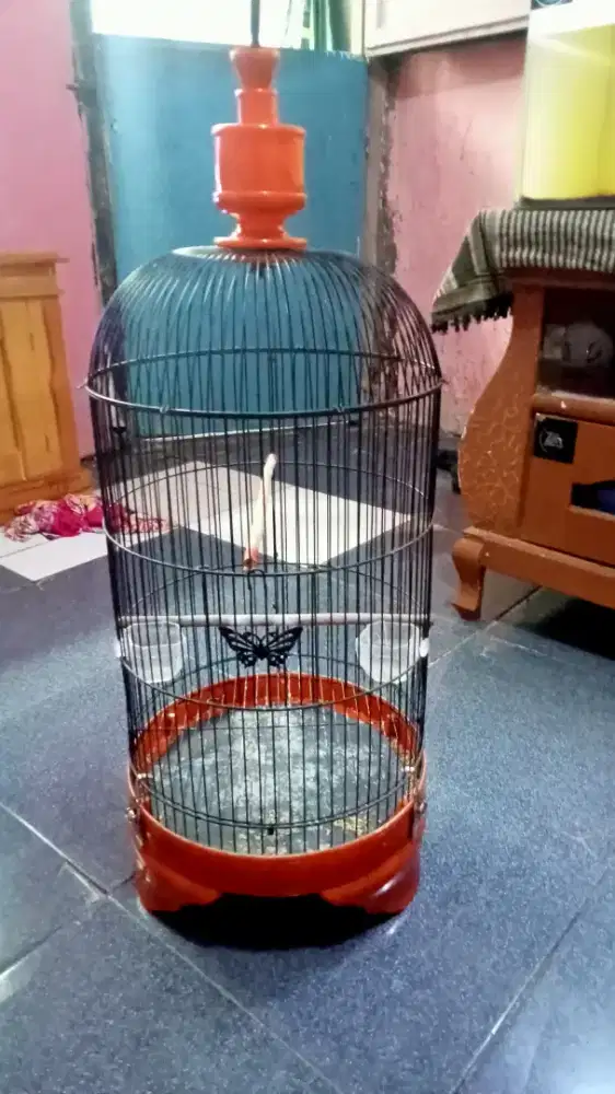 Kandang love bird