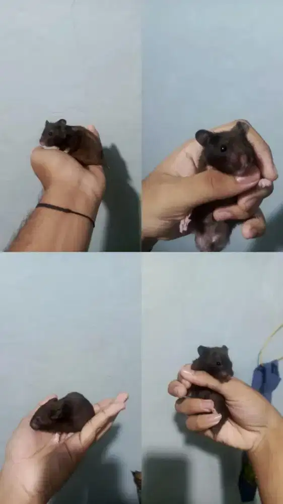 hamster syrian black bear