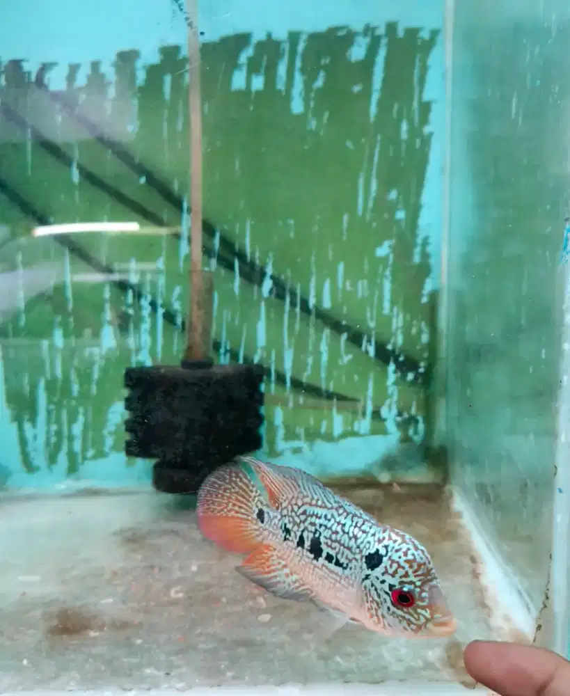Ikan Louhan Cencu