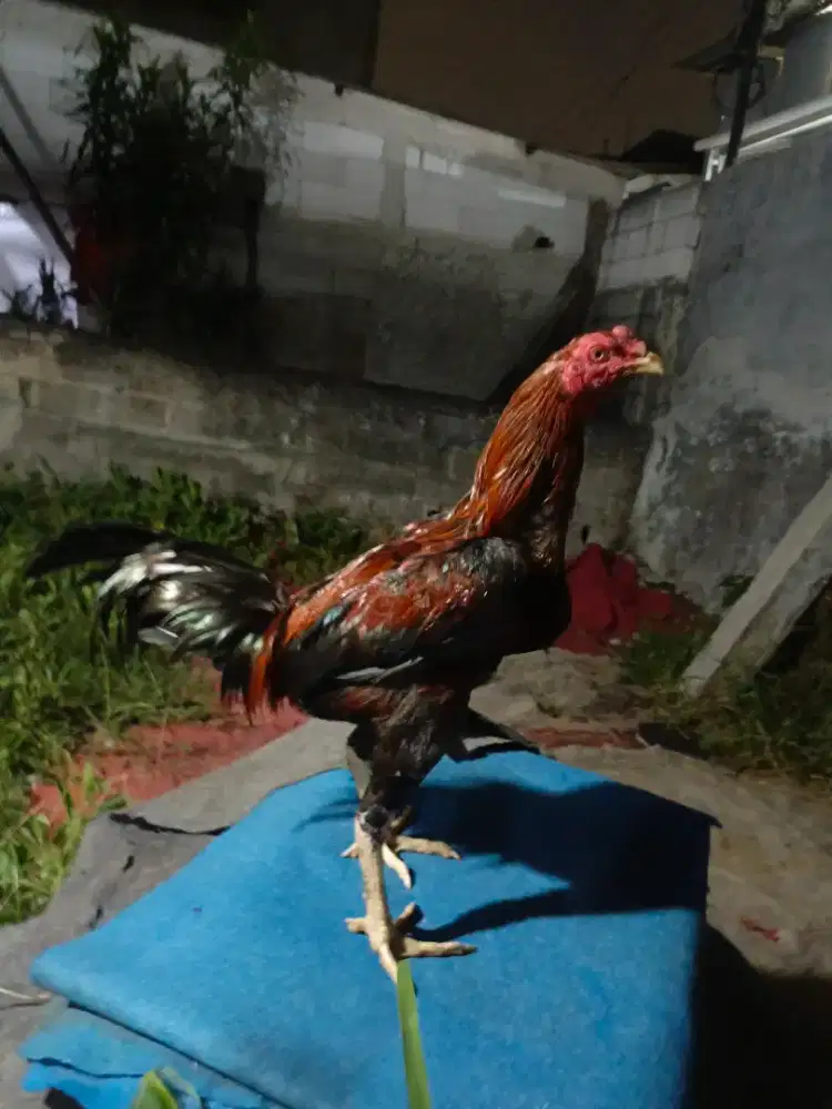 Ayam mangon uk gede