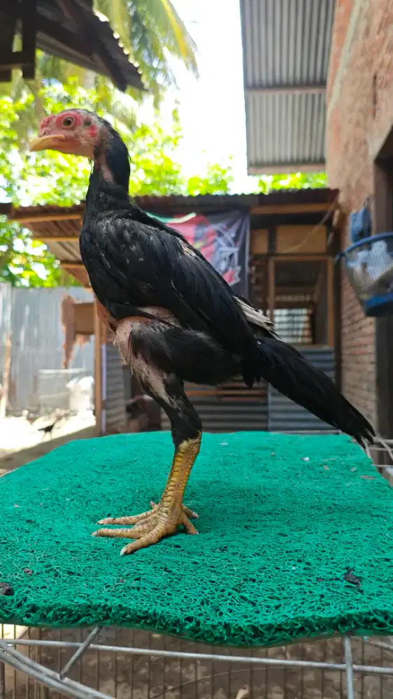 Anakan Ayam Ekor Lidi ori