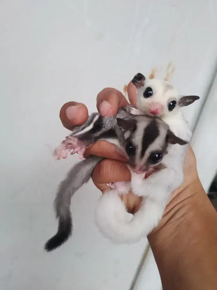 sugar Glider Clasik grey & Moza jantan