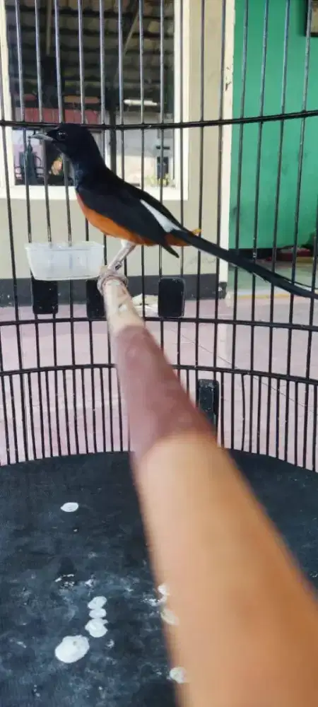 Burung murai medan