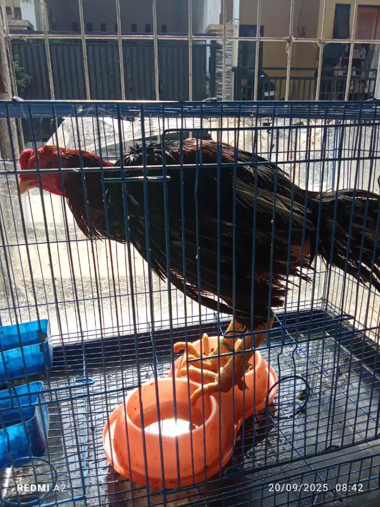 Ayam bangkok lok rwalmbu ukuran 4 gacor