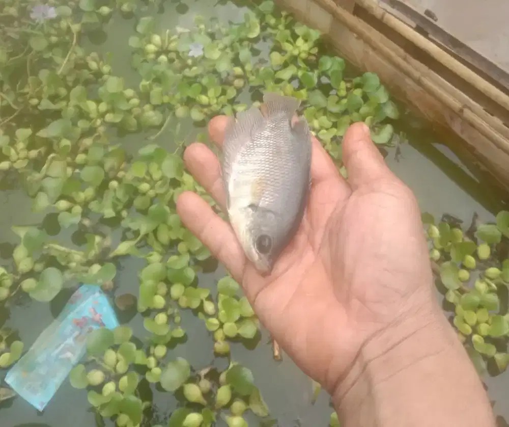 Jual bibit ikan gurame