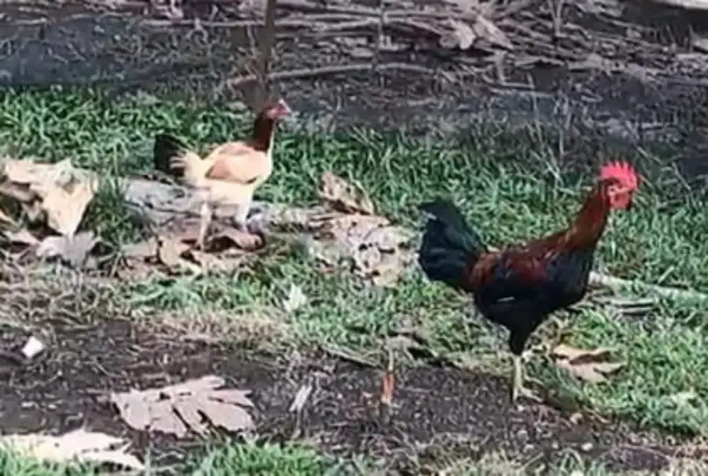 Ayam Kampung Asli kebal