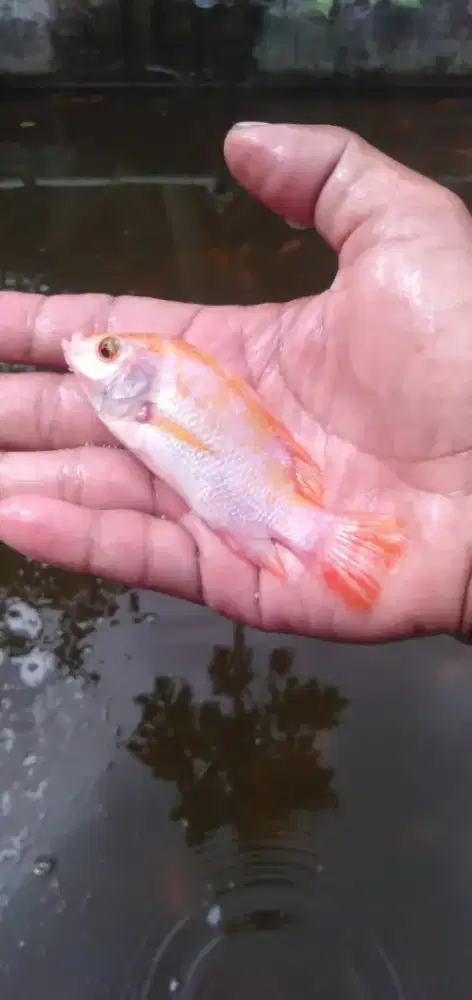 Jual benih ikan nila merah