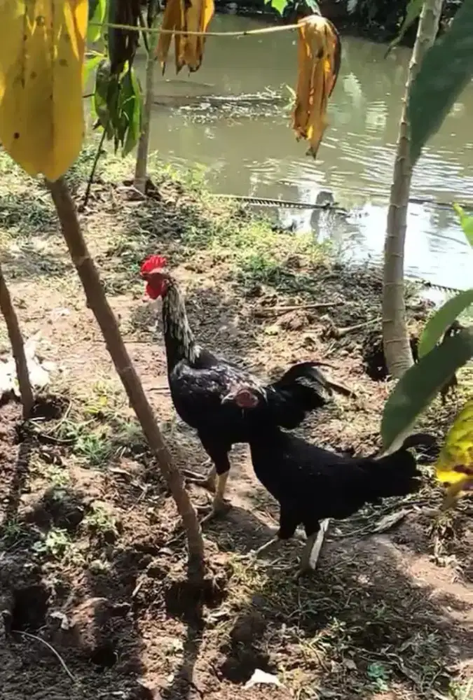 Ayam kampung asli, bibit kebal
