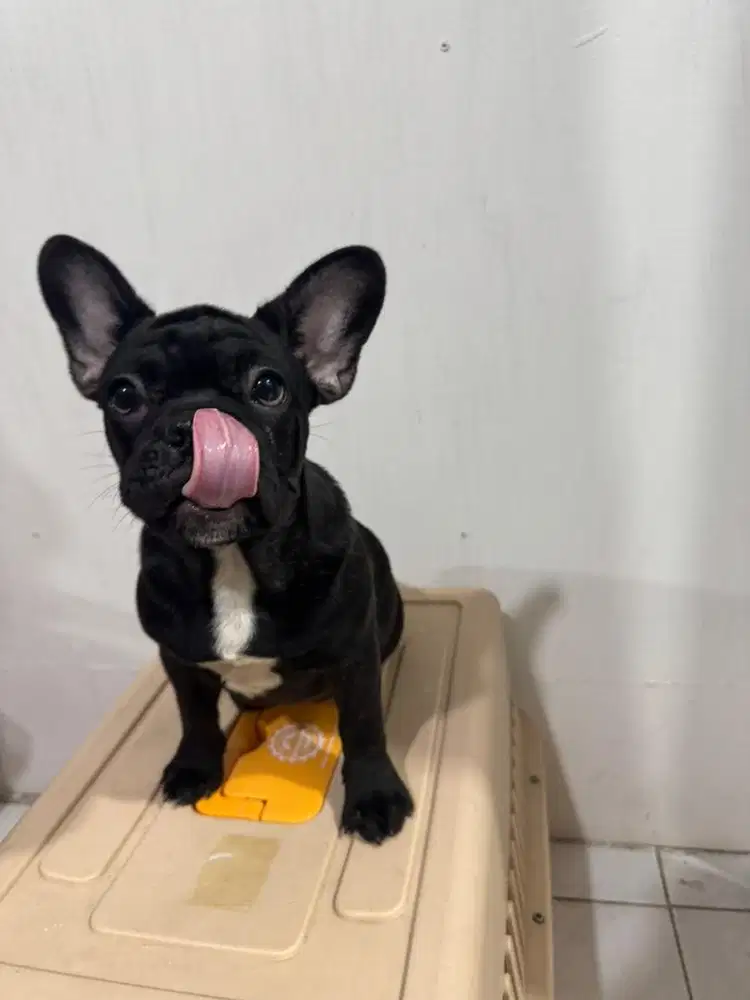 Di Jual Anjing French Bulldog