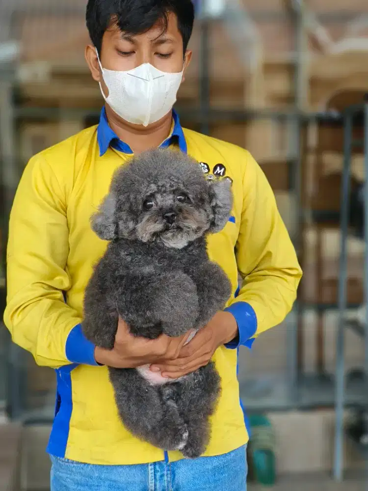 Salon anjing datang kerumah