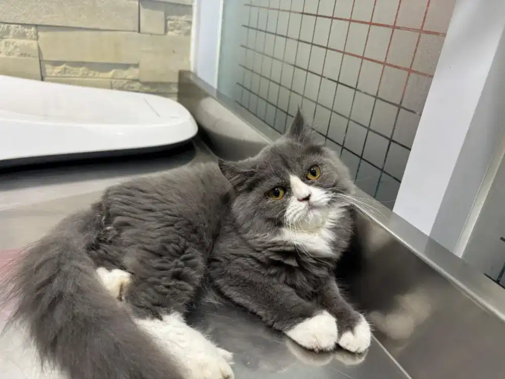 Persian Flatnose jantan, 4 bln.