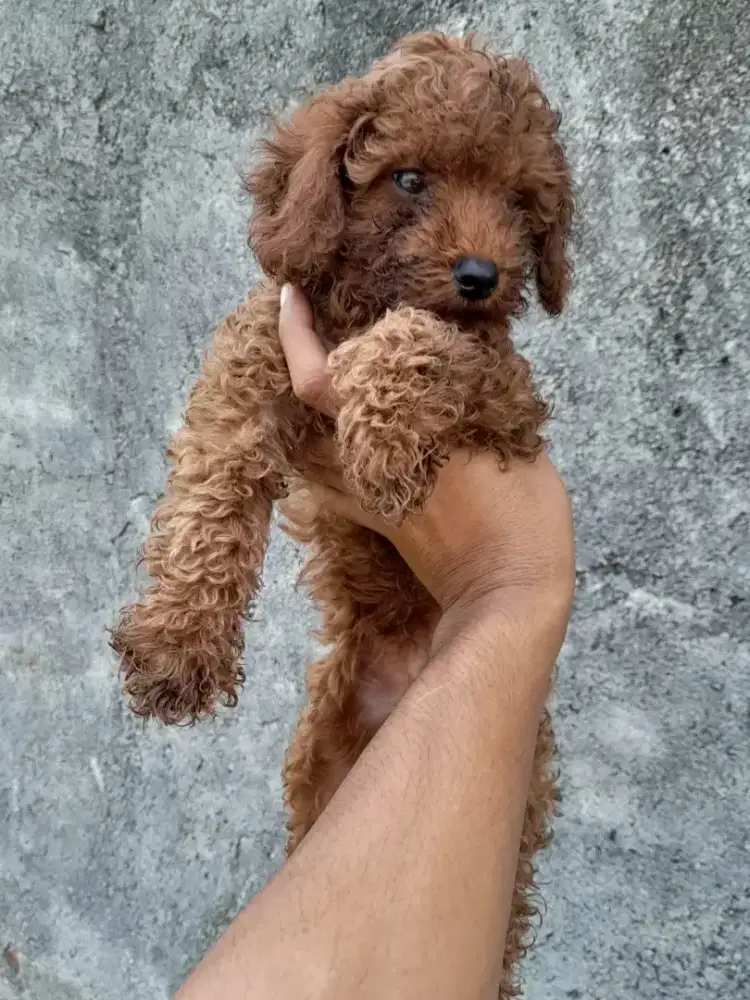 Red Toy Poodle Jantan Mon Stamboom