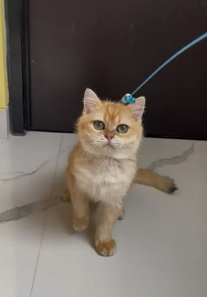 British Shorthair