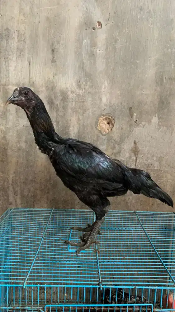 Ganoi York 17 X BlackBull