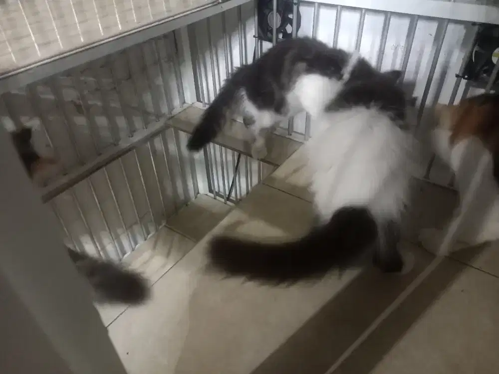 Jual Murah Kitten Persia, Ragdoll Betina/Jantan(Harga Mulai 400rb-UP)