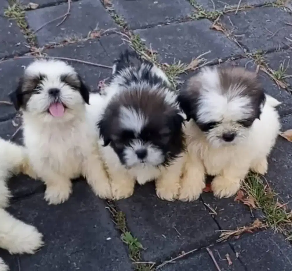 anak anjing shitzu no mix jantan dan betina