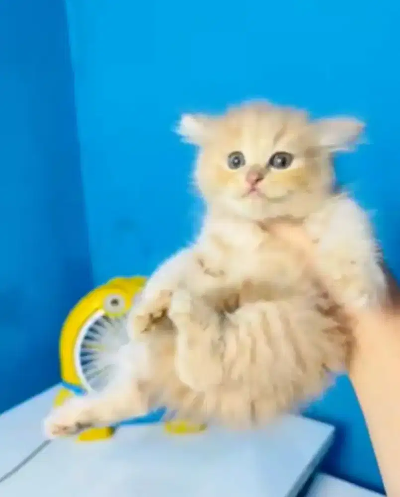 Kucing Jantan Scotish Straight Mix