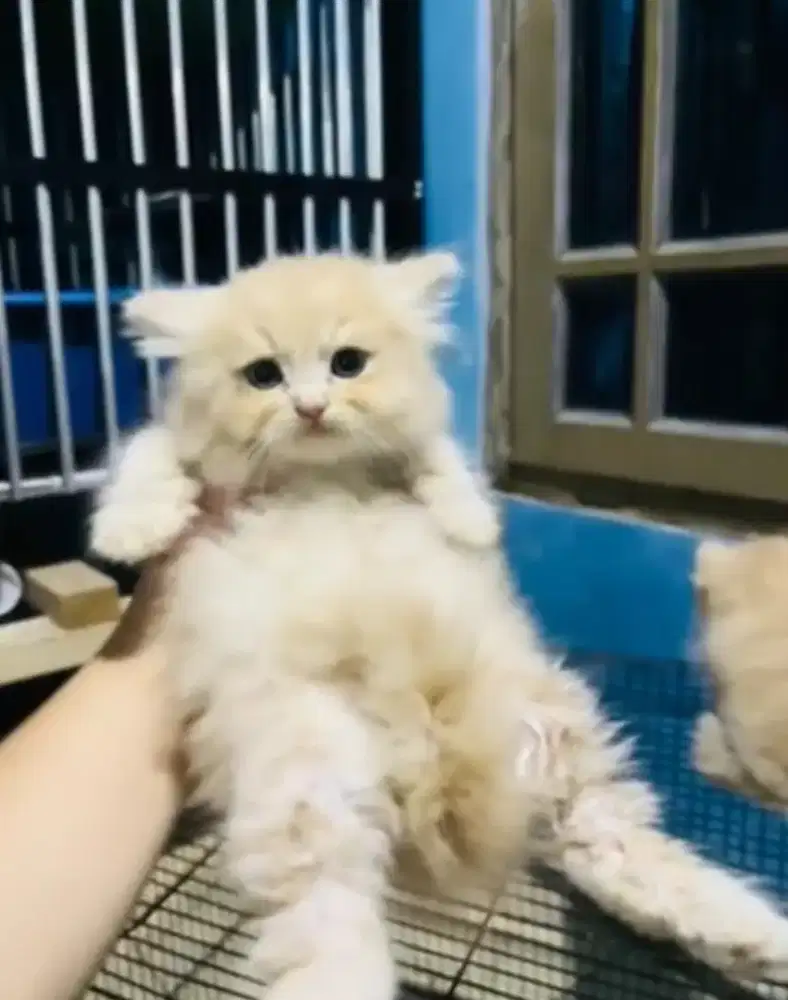 Anak kucing Jantan Norwegian forest