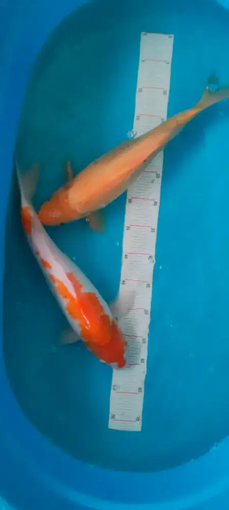 koi jumbo kohaku karasi