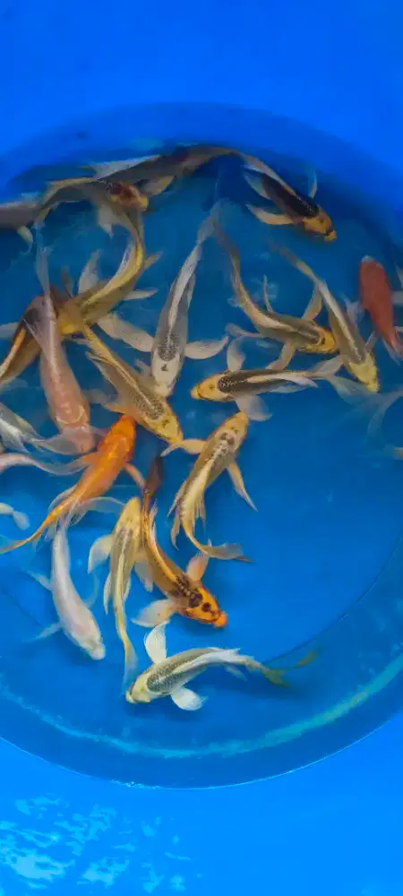 koi slayer mix 13-15cm